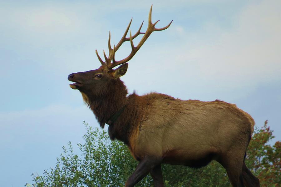 Elk on the Move Photograph by Jeanette Oberholtzer