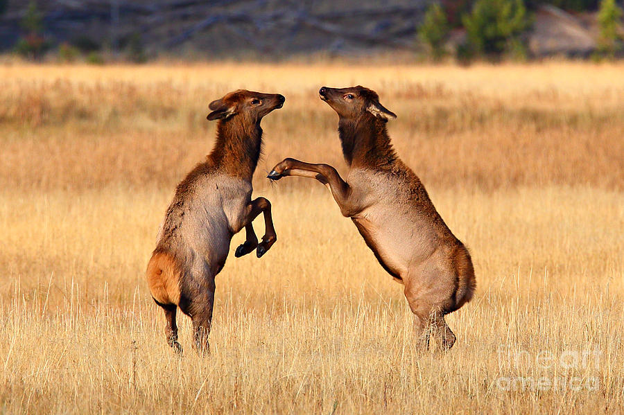 Elk Play Photograph by Bill Singleton