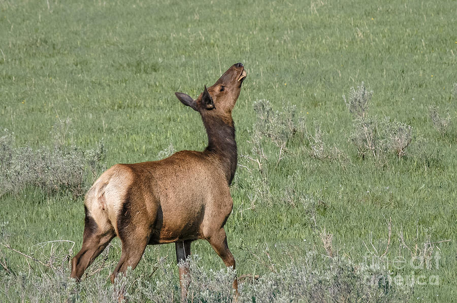 Elk Playing In Meadow Photograph