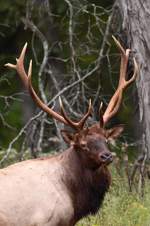 Elk Portrait Photograph by Bruce J Robinson