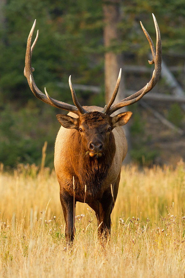 Elk Portrait Photograph by Shari Sommerfeld