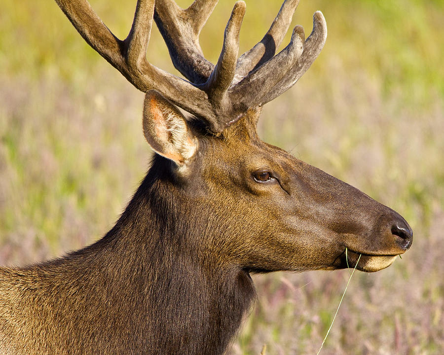 Elk Profile Photograph by Todd Kreuter