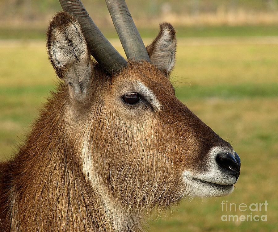 Elk Photograph by Raymond Earley