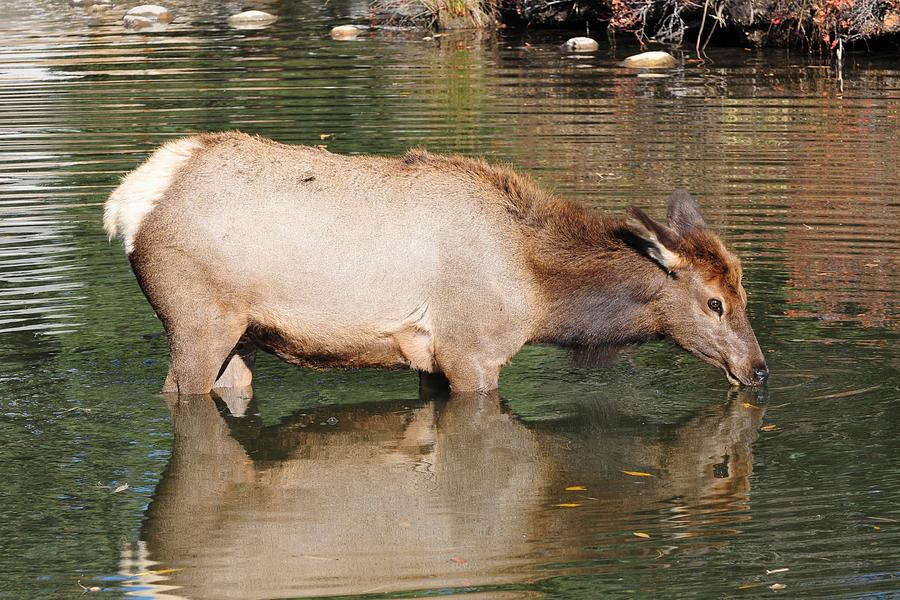 Elk Reflection Photograph by Marilyn Burton