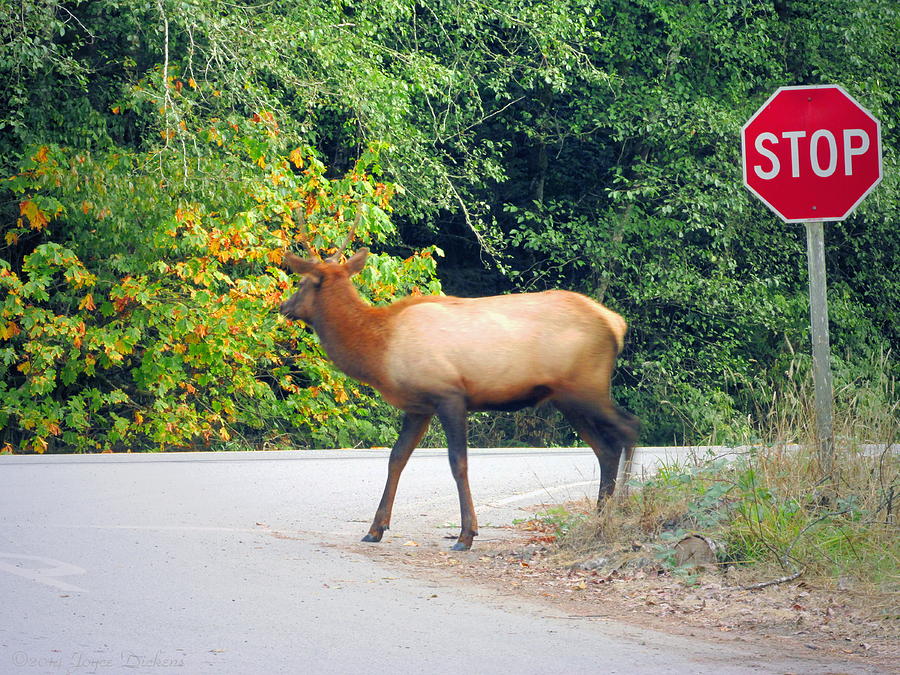 Unique Photograph - Elk Right of Way by Joyce Dickens
