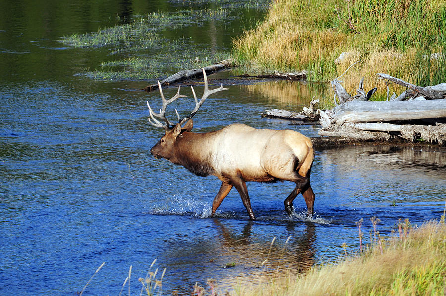 Elk River Crossing Photograph by Brian Wartchow - Fine Art America