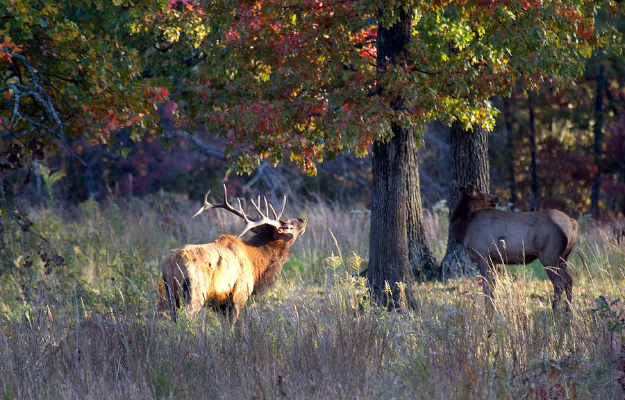 Elk Photograph by Robert Camp