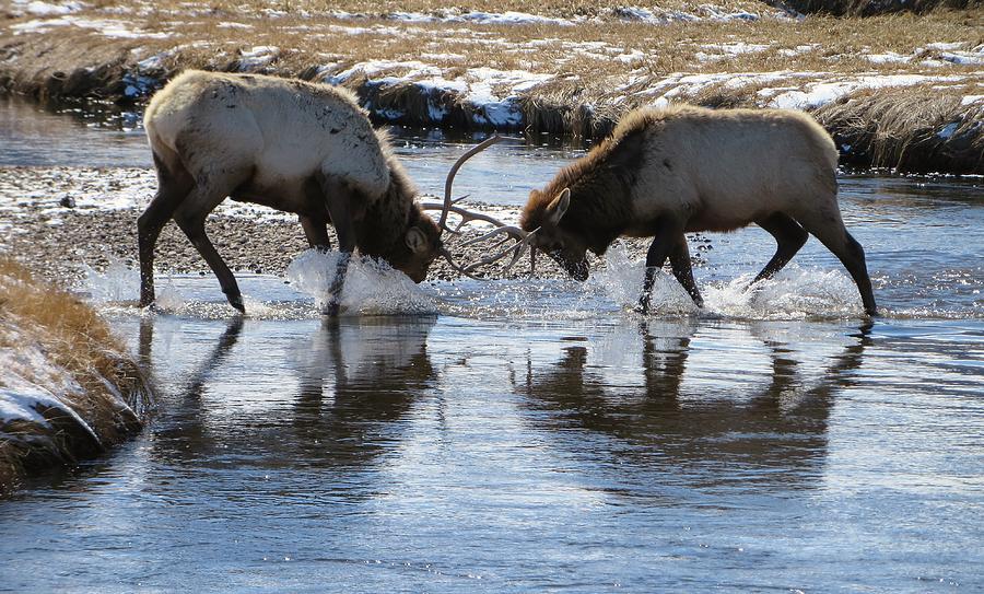 Wildlife Photograph - Elk by Robert Lowe