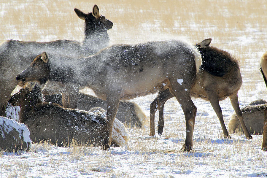 Elk Photograph - Elk Shaking Off Snow   #0530 by J L Woody Wooden