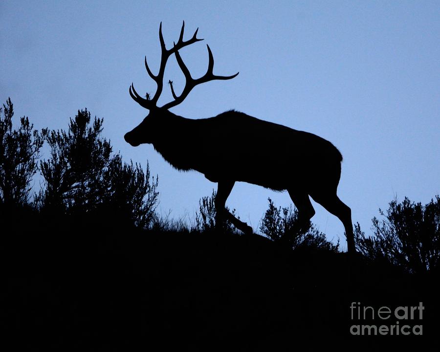 Elk Shillouette Photograph by John Greco