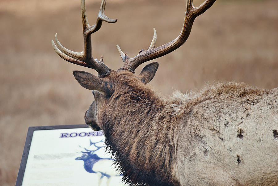 Elk Sight Seeing Photograph by Greg Nyquist