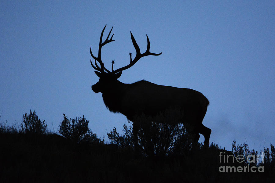 Wildlife Photograph - Elk Silhouette No. 2 by John Greco
