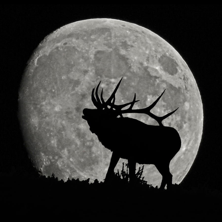 Silhouette Photograph - Elk silhouette on moon by Ernest Echols