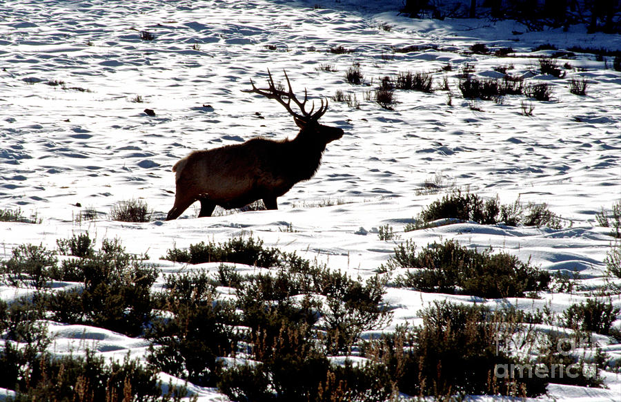 Elk Silhouette Photograph by Sharon Elliott
