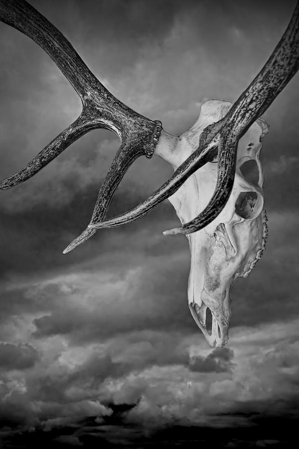 Elk Skull with Sky Photograph by Randall Nyhof