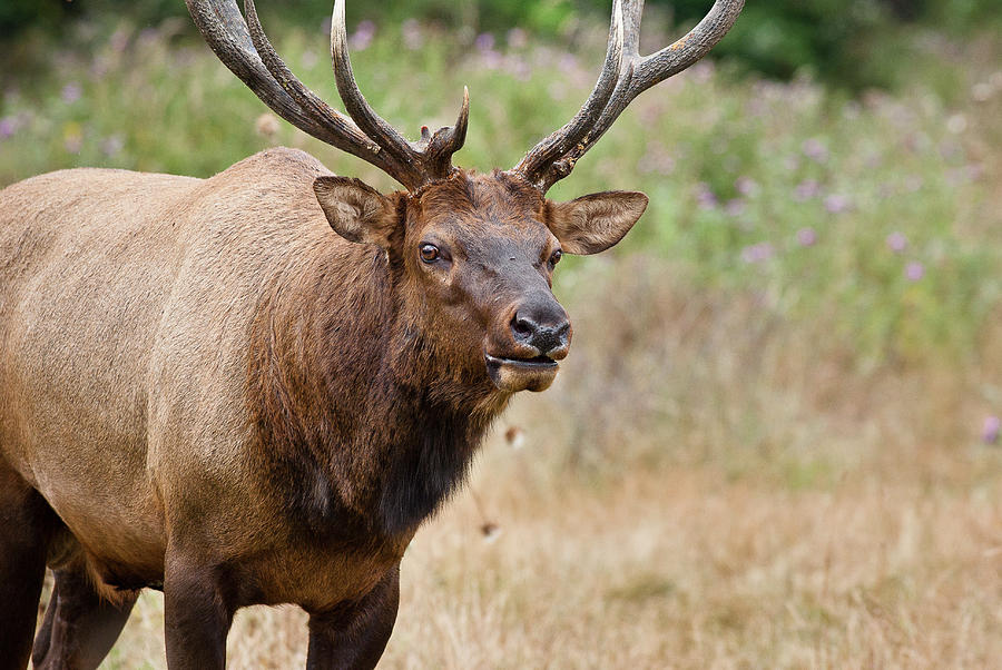 Elk Staring Photograph by Greg Nyquist