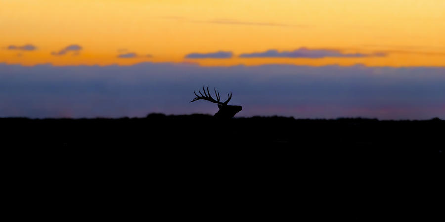 Elk Sunrise Silhouette Photograph by Garett Gabriel - Fine Art America