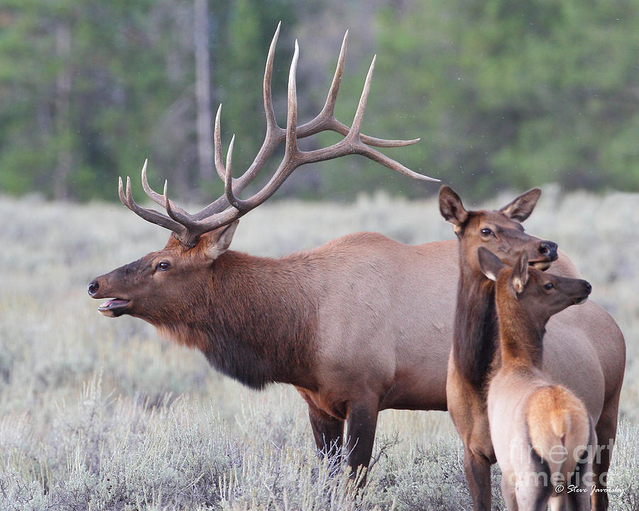 Elk Teton National Park Photograph by Steve Javorsky