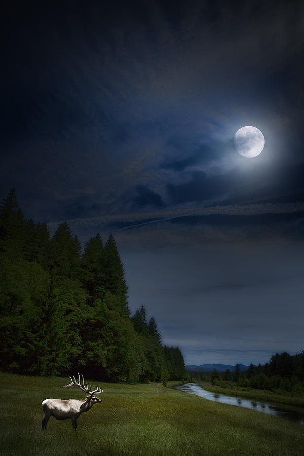 Elk Under A Full Moon Photograph