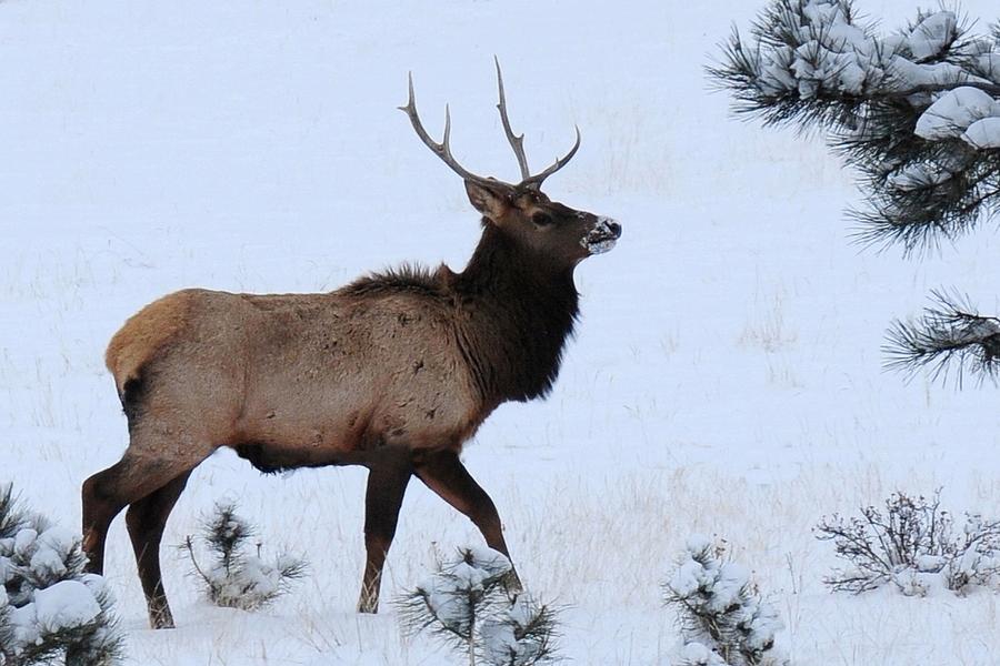 Elk Walking in the Snow Photograph by Marilyn Burton