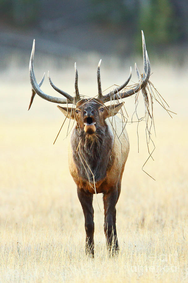 Elk with a Headdress Photograph by Bill Singleton