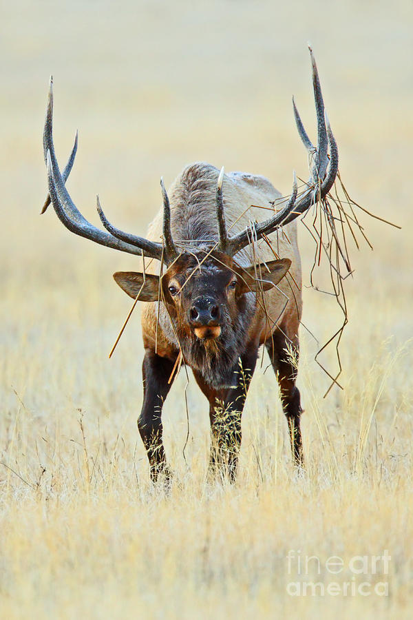 Elk with Attitude Photograph by Bill Singleton