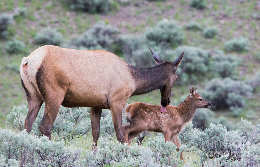 Elk with Calf Photograph by John Greco