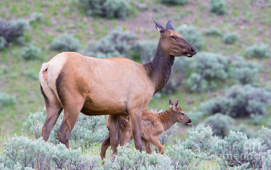 Wildlife Photograph - Elk with Calf No. 2 by John Greco