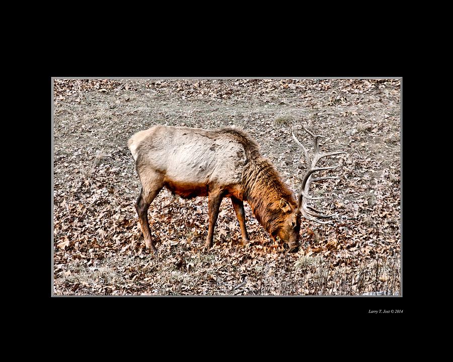 Elk With Rack Photograph