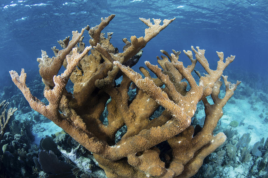 Elkhorn Coral Grows On A Healthy Reef Photograph By Ethan Daniels Pixels 1792