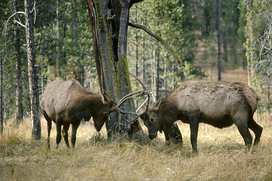 Michael Quinton Photograph - Elks Sparring Yellowstone Np Wyoming by Michael Quinton