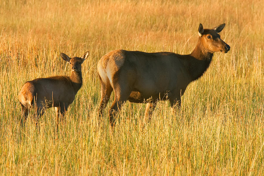 Elks Yellowstone National Park Photograph by Ram Vasudev