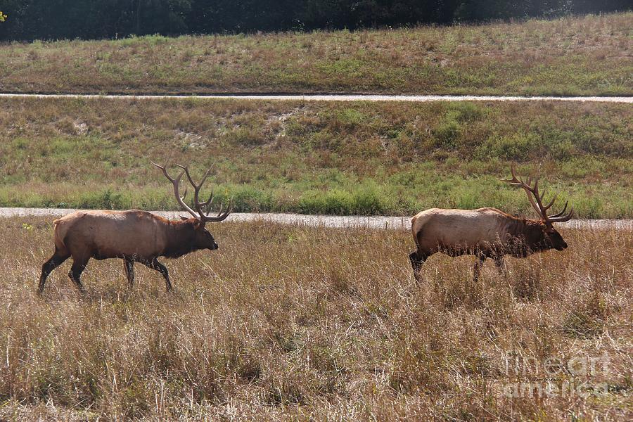 Elks  Photograph by Yumi Johnson
