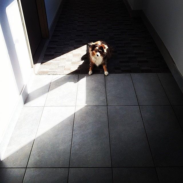 Dog Photograph - #ellie In The Hall. #puppystream #dogs by Shane Roberts