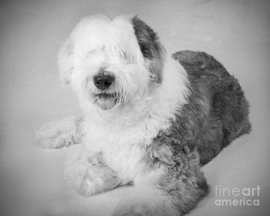 Dog Photograph - Elliot by Alana Ranney