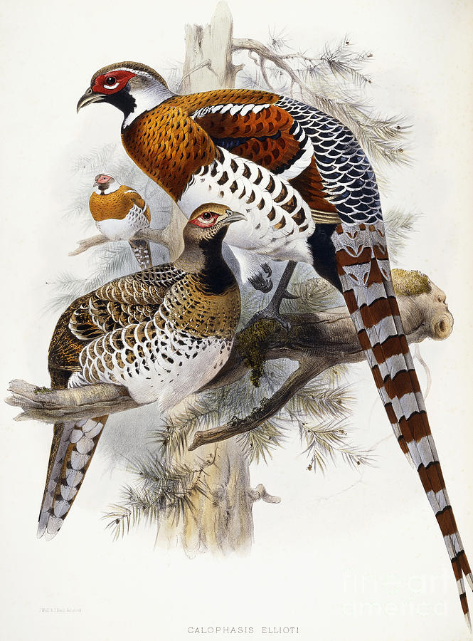 Pheasant Painting - Elliots Pheasant by Joseph Wolf