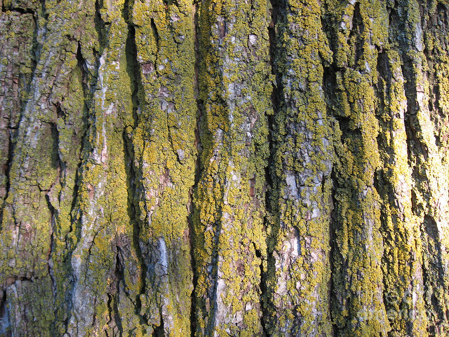 Elm Tree Bark Close Up Photograph by Conni Schaftenaar