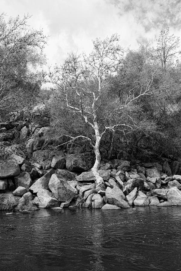 Elm Tree Kern River Photograph by Hugh Smith