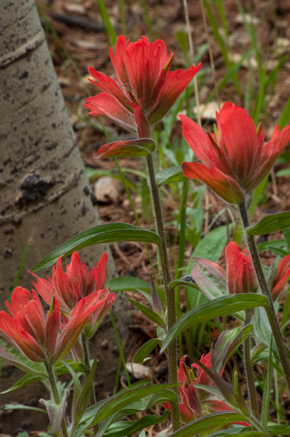 Elmers Indian Paintbrush  Photograph by Eric Rundle