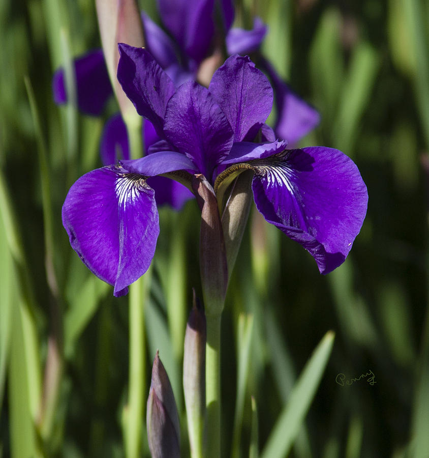 Eloquent Iris Photograph by Penny Lisowski