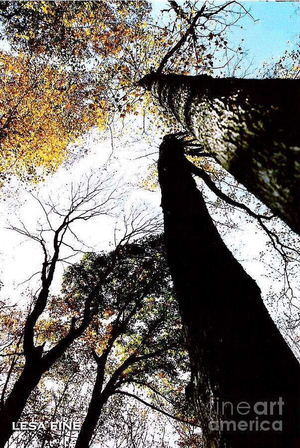 Elora Trees II Photograph by Lesa Fine