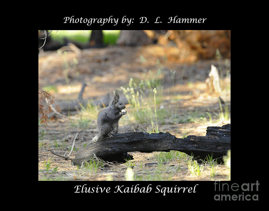 Elusive Kaibab Squirrel Photograph by Dennis Hammer
