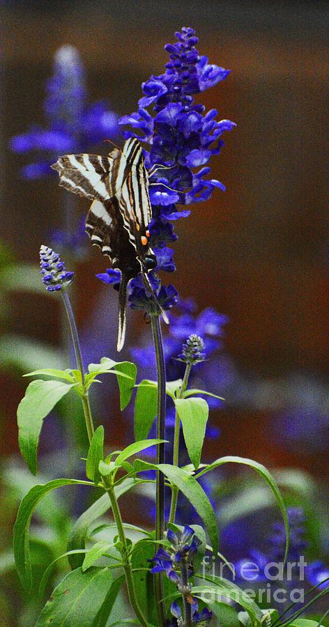 Elusive Zebra Swallowtail Photograph by Cindy Manero