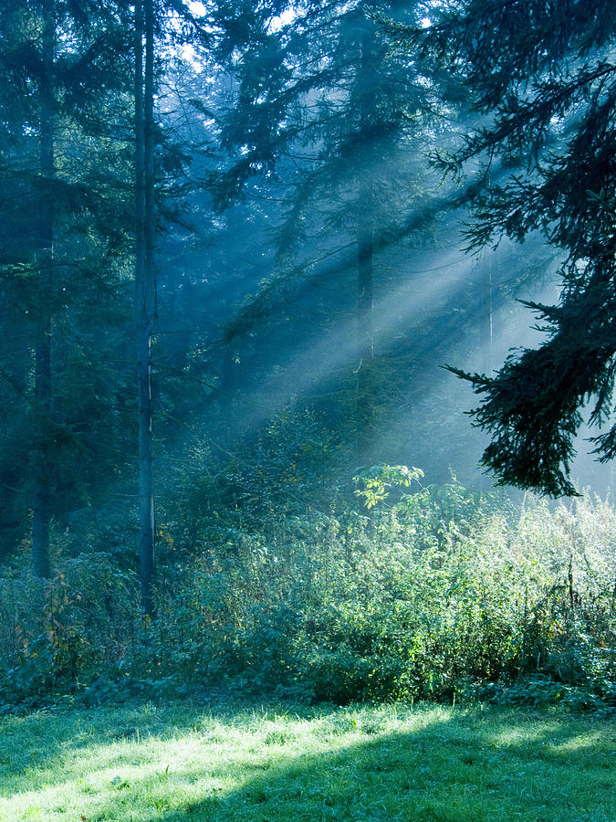 Elven Forest Photograph by Daniel Csoka