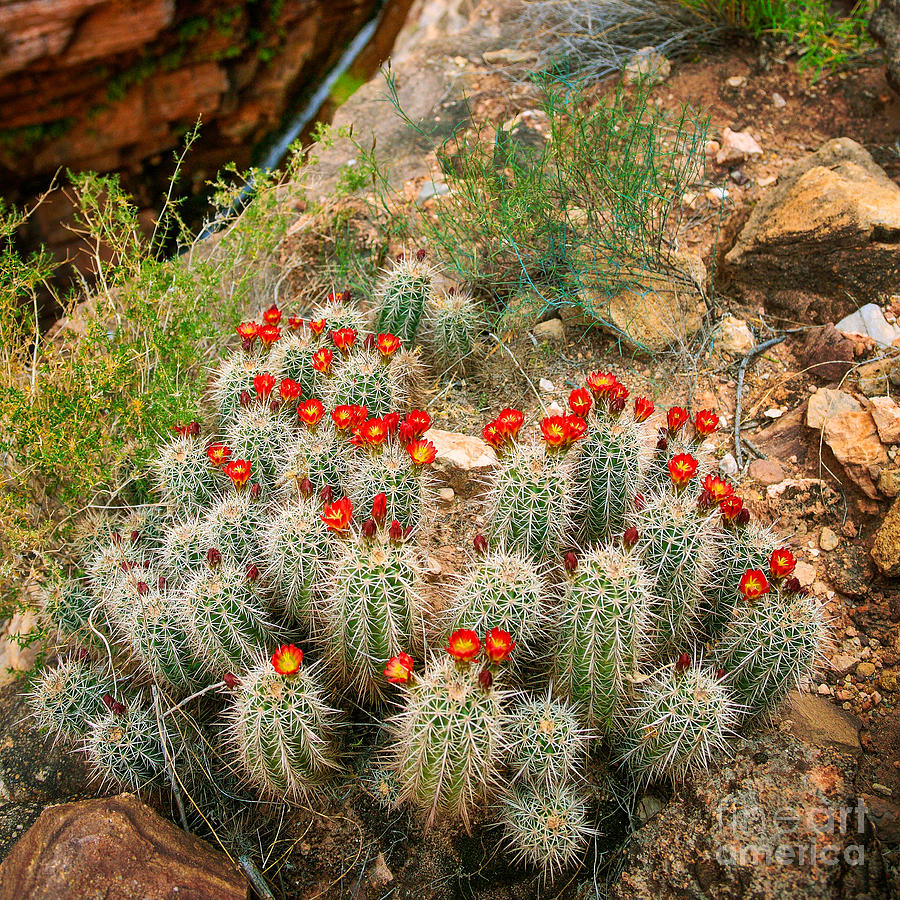 Elves Chasm Cacti Photograph
