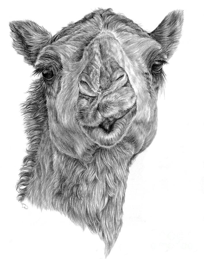 Camel Drawing - Elvis by Pencil Paws