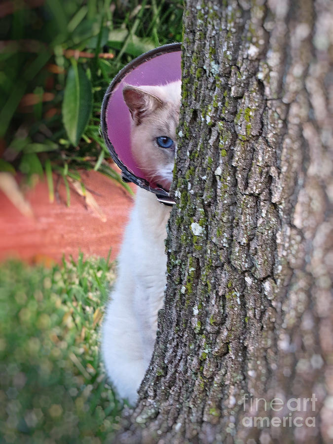 Embarrassed Kitty - Cat Hiding Behind Tree Photograph by Ella Kaye Dickey