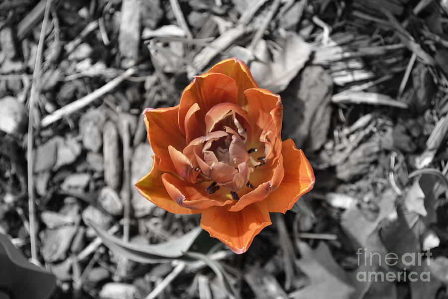 Spring Photograph - Ember by Angela Martinez