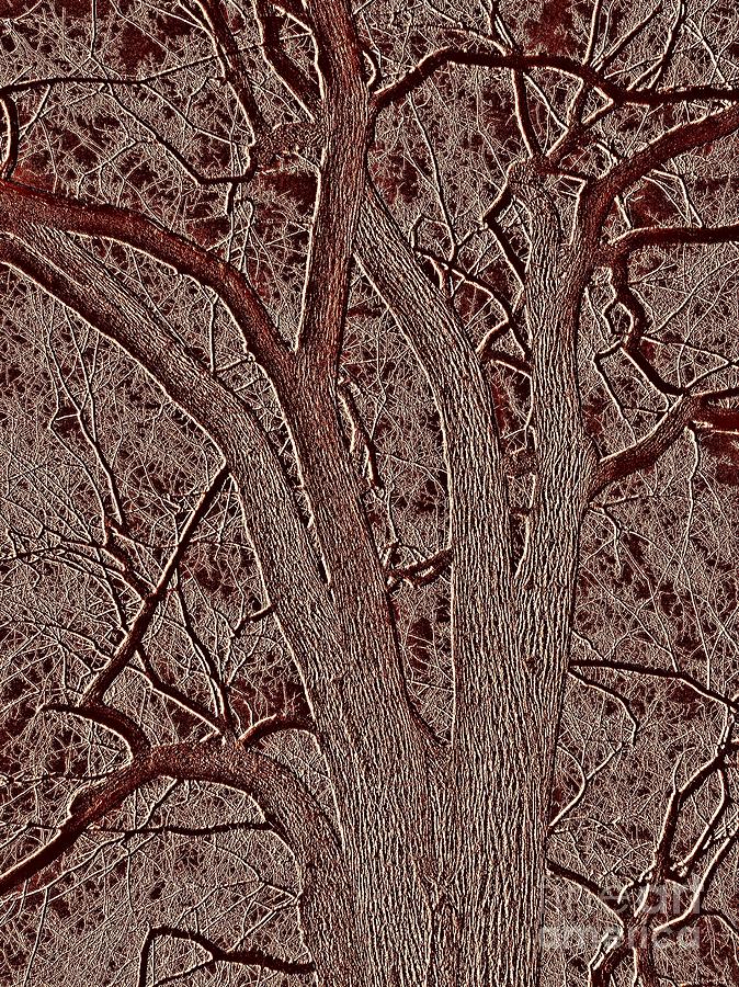 Embossed Tree 2 Photograph by Sarah Loft