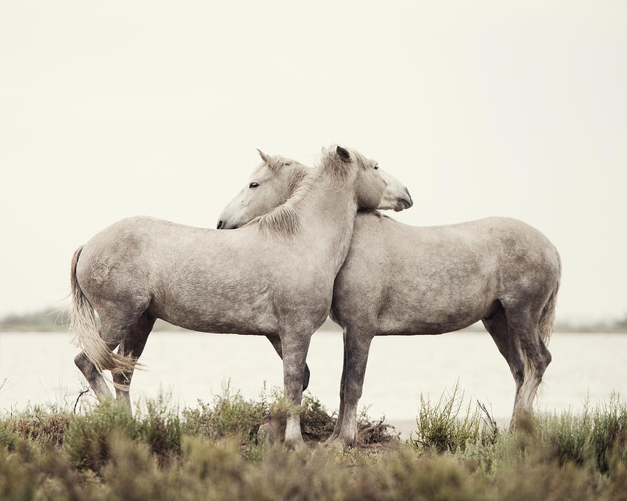 Horse Embrace Photograph by Irene Suchocki